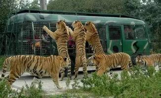 天津动物园爆料新闻视频,神秘动物亮相引游客热议  第3张